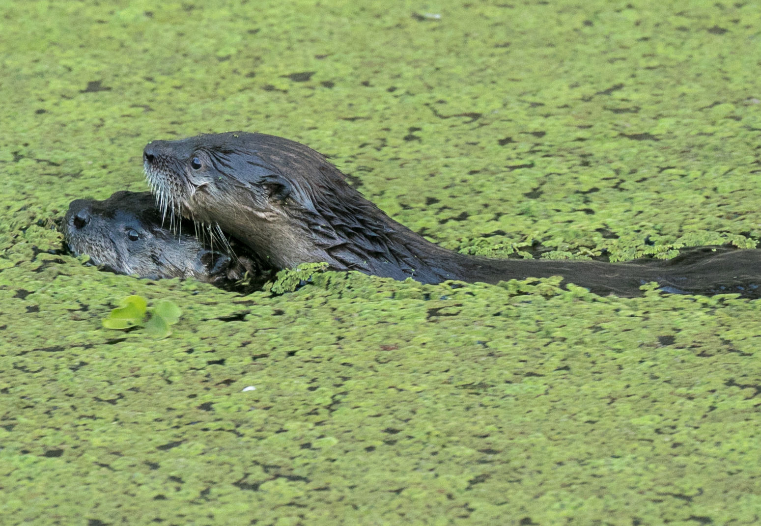 Beaver Lodge